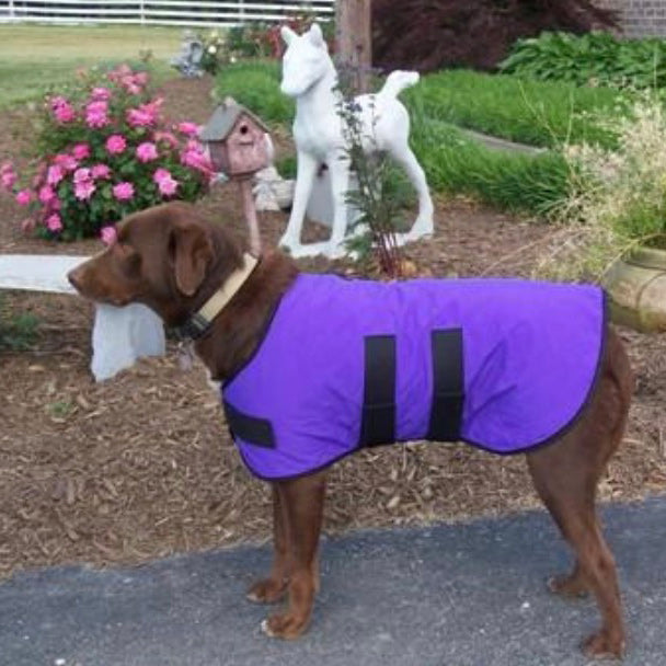Cooling Products for Dogs