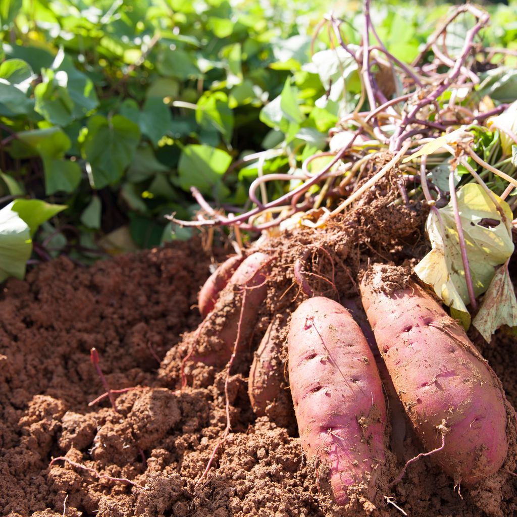Home Grown to Homemade: Sweet Potatoes - Hobby Hill Farm