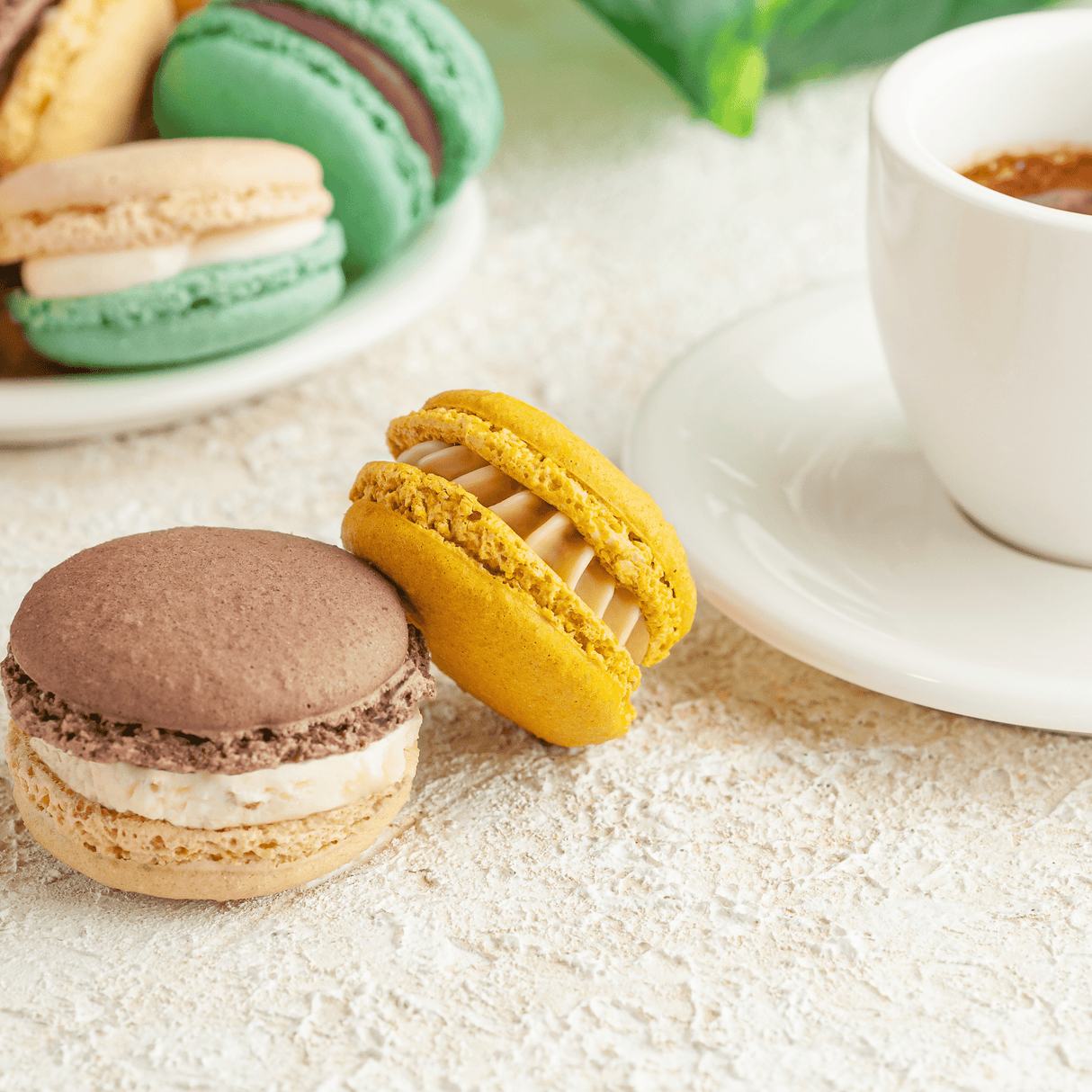 2025-French Macarons - Hobby Hill Farm